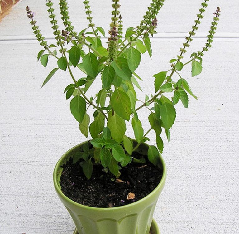 Holi Basil Tulsi